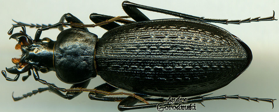 http://www.gorodinski.ru/carabus/Apotomopterus tuxeni.jpg